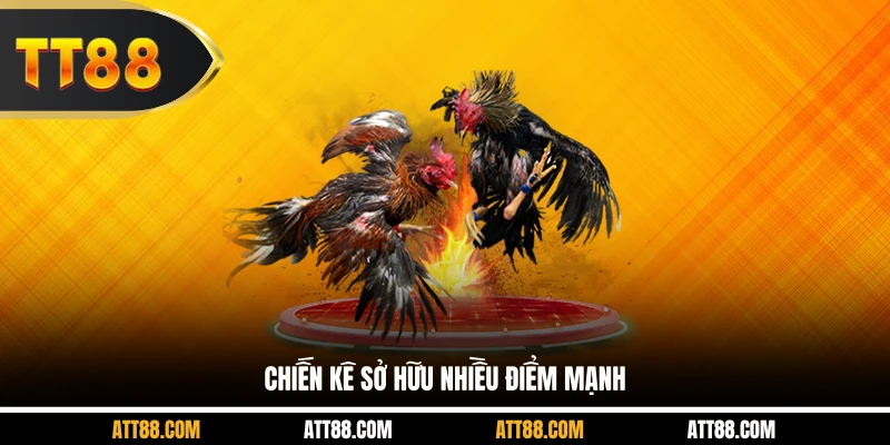 Chiến kê sở hữu nhiều điểm mạnh