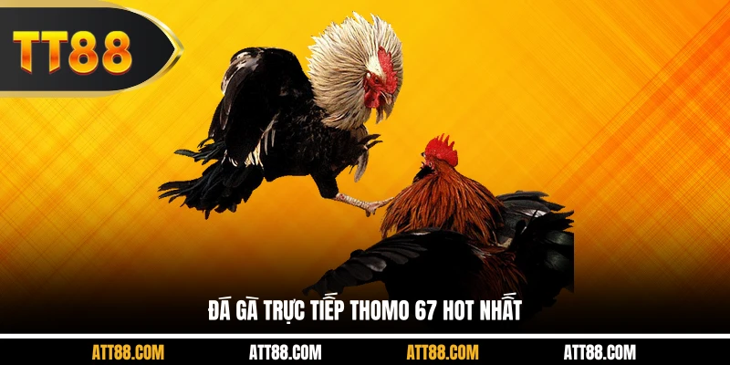 Đá gà trực tiếp thomo 67 hot nhất